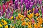 USA, Oregon. Garden in full bloom with bearded iris and Russell lupine. Art Print